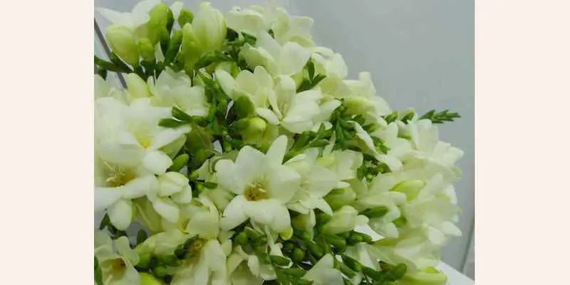 Фрезия Эн Микс