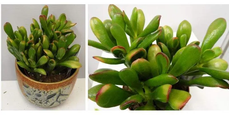 Крассула Овата Сансет