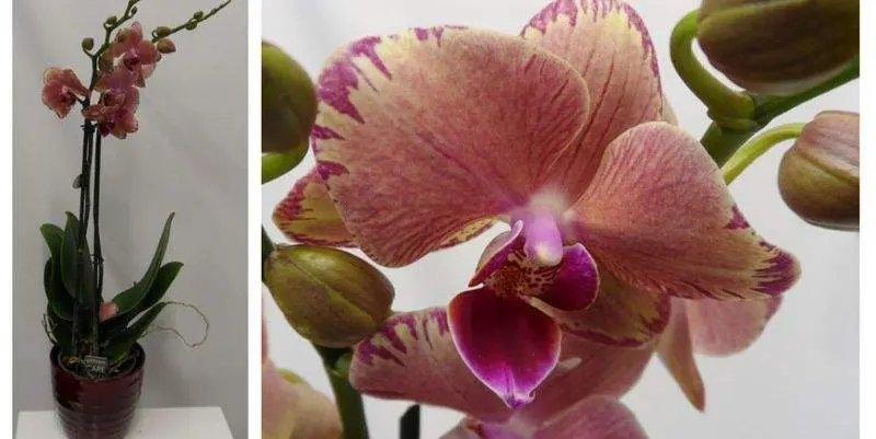 Фаленопсис Хот Пинк  2 ст. Д15