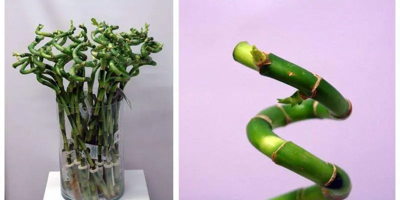 Бамбук Лаки (спираль)