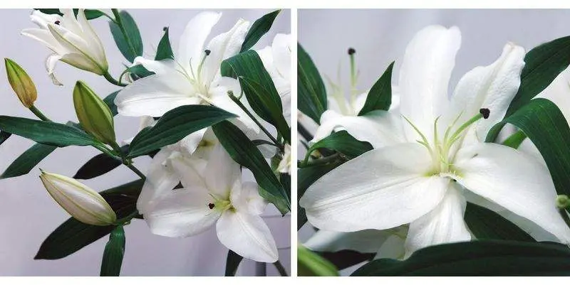 Лилия Сантандер