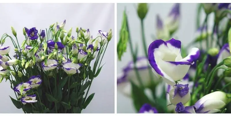 Пикколо Блу Рим (75)