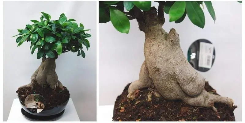 Фикус Микрокарпа Гинсенг (кашпо керамика) Д26 Н40