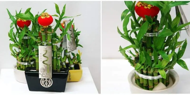 Бамбук Лаки в керамике Д15