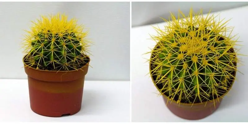 Эхинокактус Грузони Д12 Н15